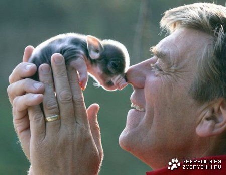 ������ ����-���� (7 ����)