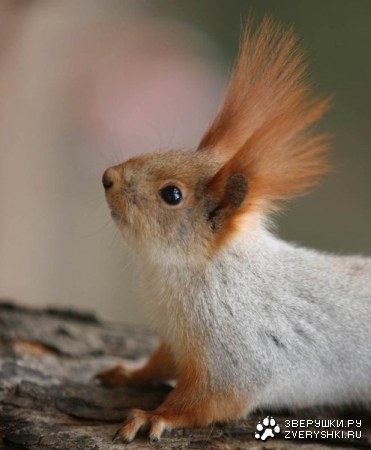 ������� �������� �������� (17 ����)