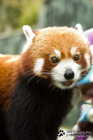 ����� (4 ����������)