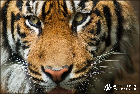 �������������� ������...