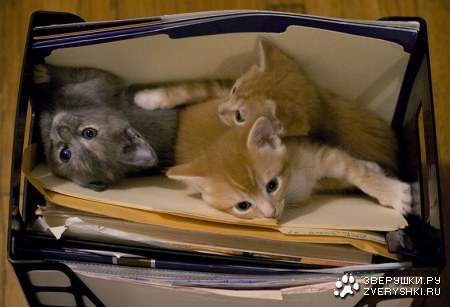 �� ���� ����� ��������! :)