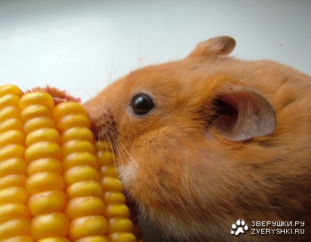 ��� ��� ���������� :)