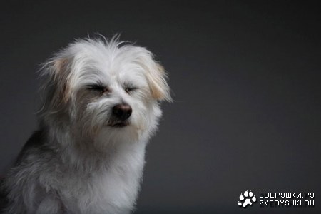 �������� (11 ����������)