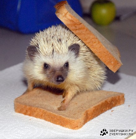 ������� ����������� ;)