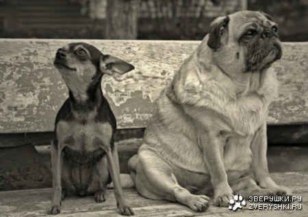 ������ �� �������� ���-��...