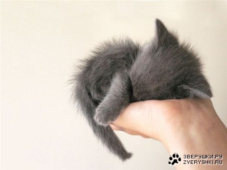 ������ �� ������� :)