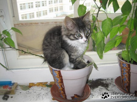 ��� � �������� :)