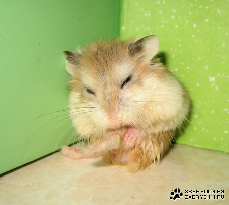 ������� ����� ;)