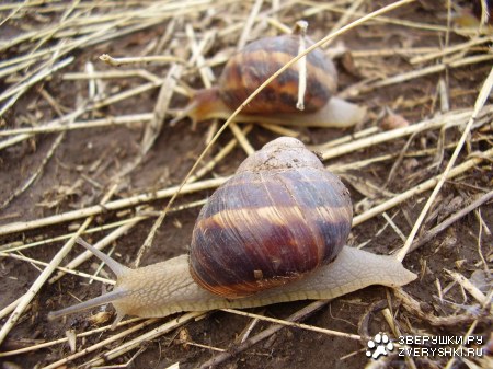 ����� ������, �� �������� � ����������...