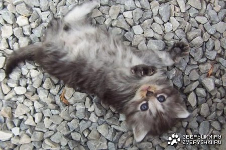 ����� ������� (51 ����������)