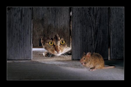 � ������� ������... :)