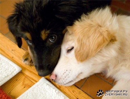 ��� ������ ������ :)