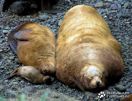 ������� �� ������ ;)