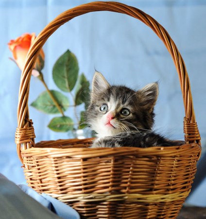 ������ �� �������! (12 ����)