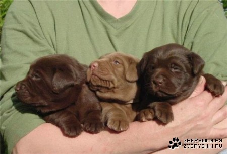 �������� ������ :)