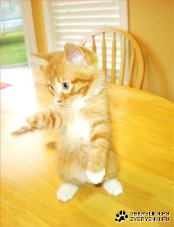 �������� �������� (7 ����������)