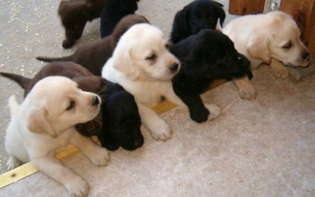 �������� �������� (7 ����������)