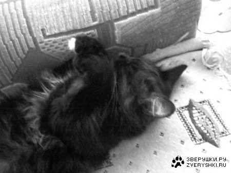 ������ (3 ����)