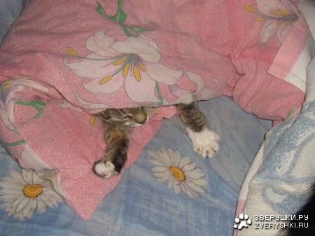 ������� (6 ����������)