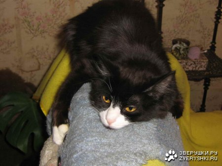 ������� (6 ����������)