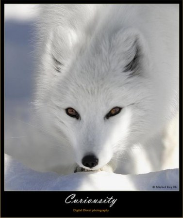 ������� (10 ����������)