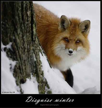 ������� (10 ����������)