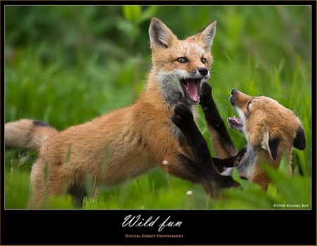 ������� (10 ����������)