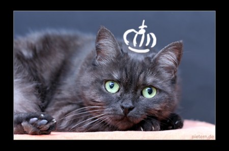 ����� � ������ (15 ����)