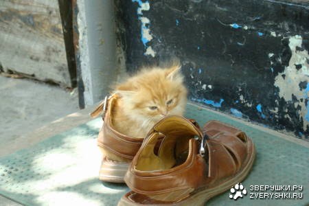 ������� �����