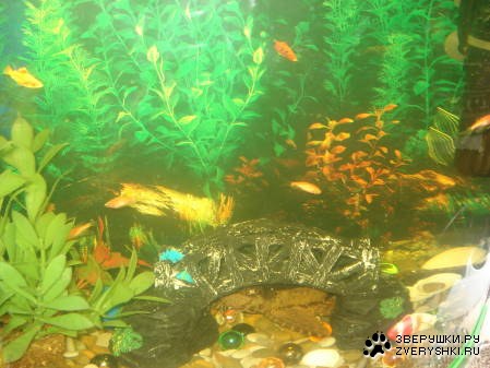 �������� ����� (6 ����������)