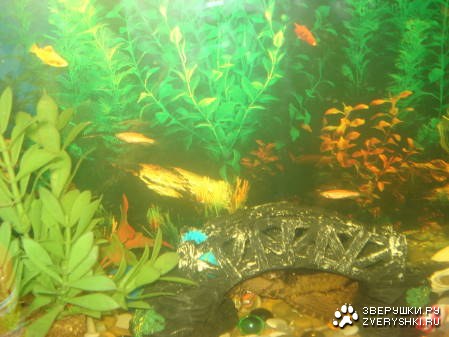 �������� ����� (6 ����������)