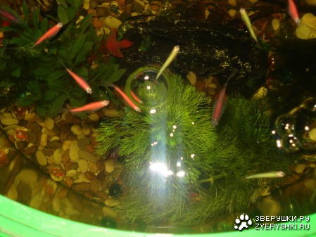 �������� ����� (6 ����������)