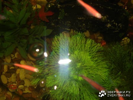 �������� ����� (6 ����������)