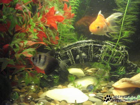 ��������� �����! (5 ����)