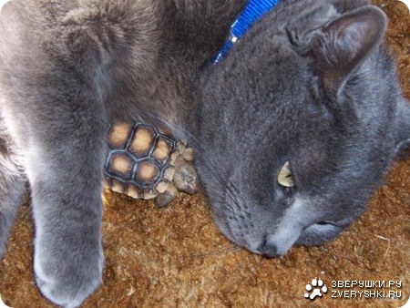 ��� ������! (12 ����������)