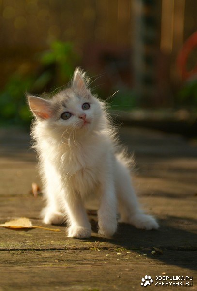 ������ ������ (12 �������� ����������)