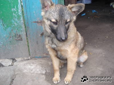 ����� �������� (3 ����������)