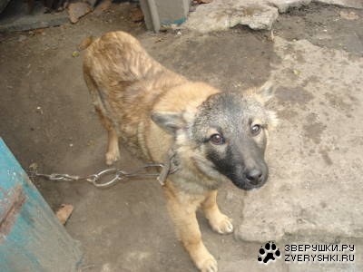 ����� �������� (3 ����������)