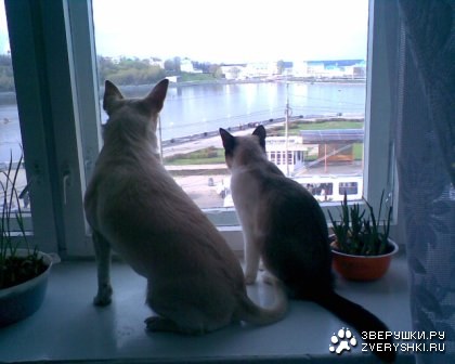 ��������� (7 ����������)