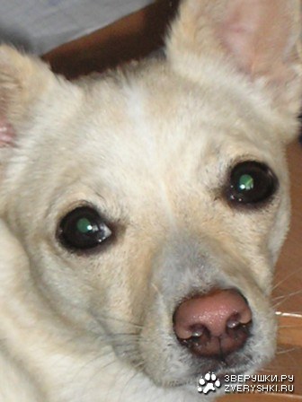 ��������� (7 ����������)