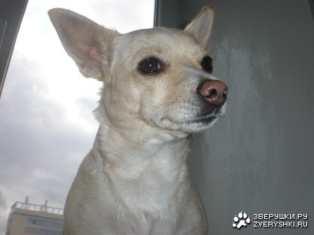 ��������� (7 ����������)