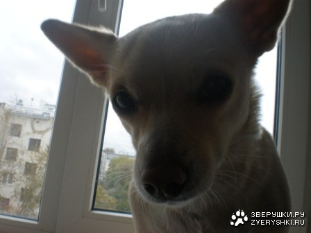 ��������� (7 ����������)