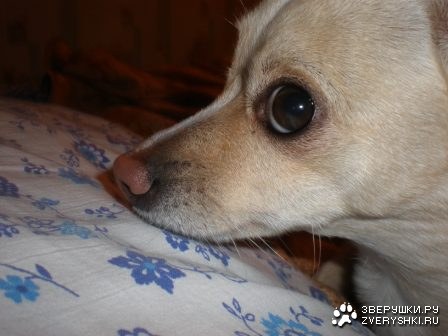 ��������� (7 ����������)