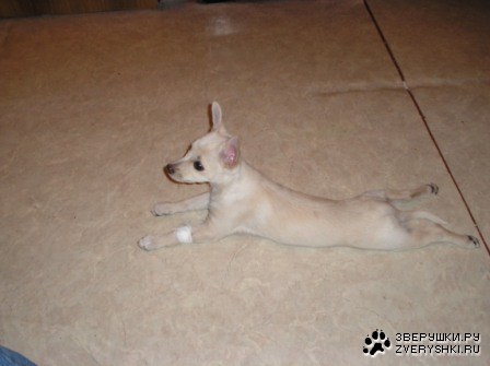 ��������� (7 ����������)