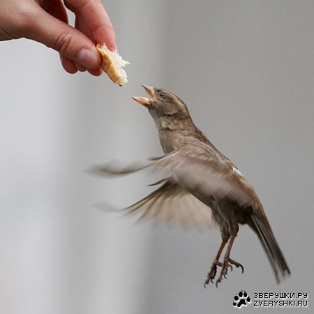 ������� � ������! :)