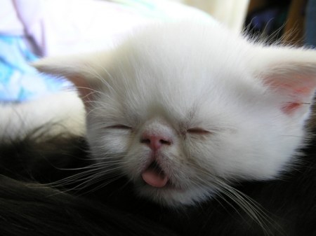 �������������� ������ (25 ����)