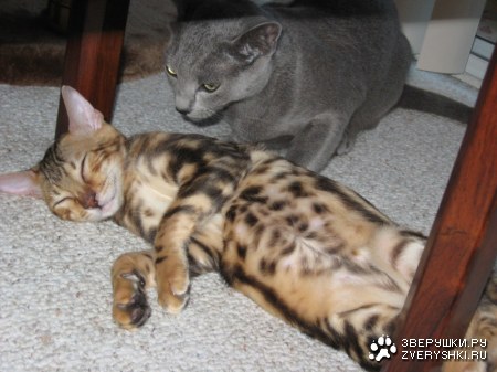 ��� ���� �� ���� �����?! ;)