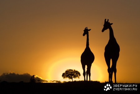 ������ ���������� �������...