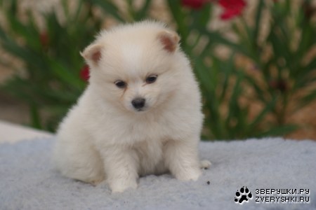 ������� �����