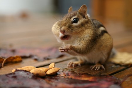 �������� ���������� (11 ����)